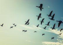 Antonio Ferreirós: “Cada ave conta: Celebrando o Día das Aves Migratorias 2026”